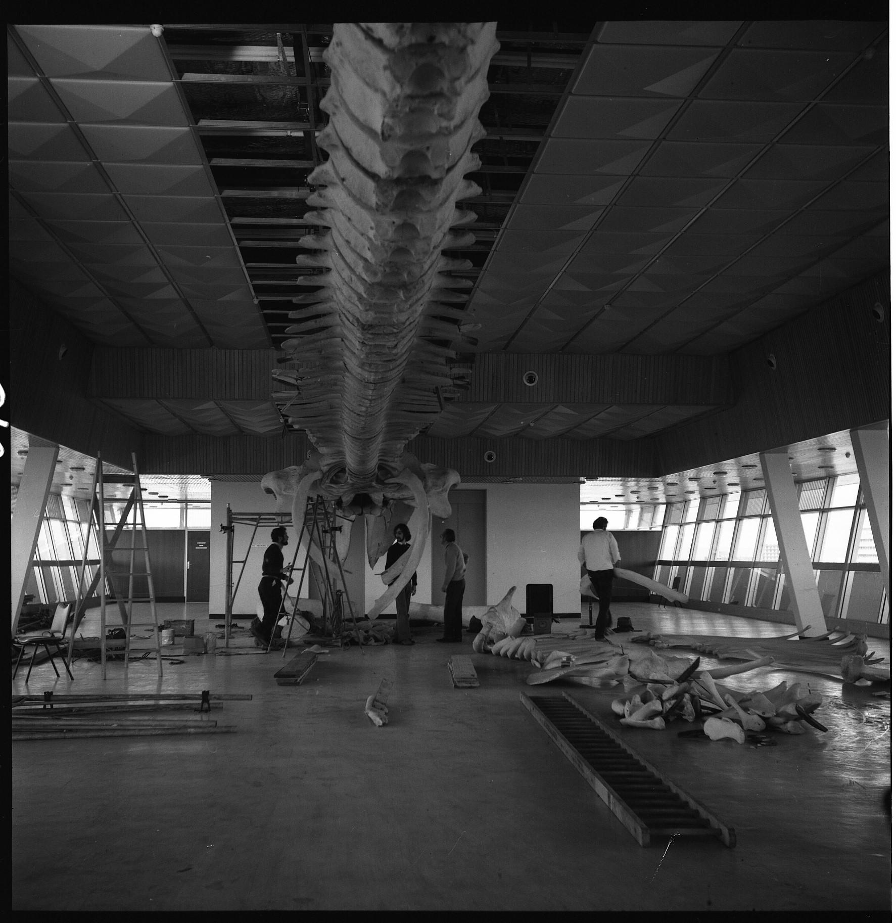 The Western Australian Museum's Blue Whale | Western Australian Museum